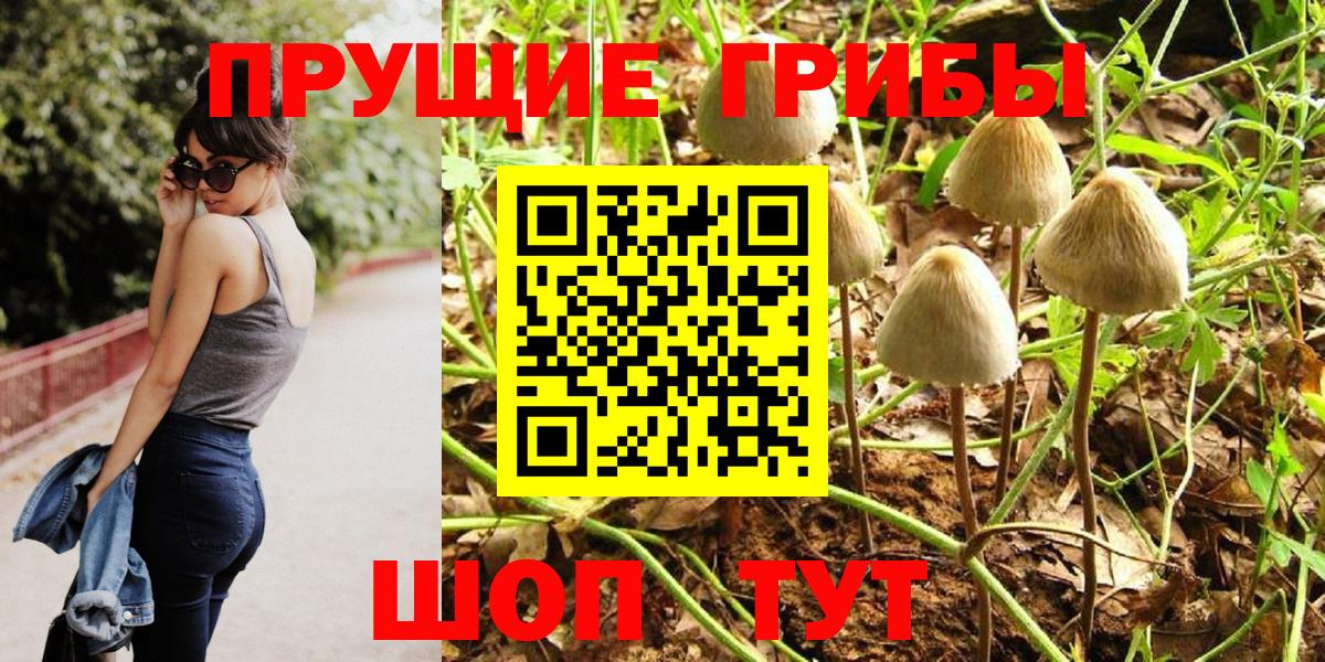 Псилоцибиновые грибы Psilocybe Ялуторовск